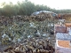 9391-georgia-dasokomia-dasika-proionta-to-dadi-9391_22102009668